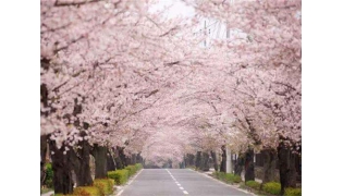 美甲图片丨春天有一种美叫樱花粉！